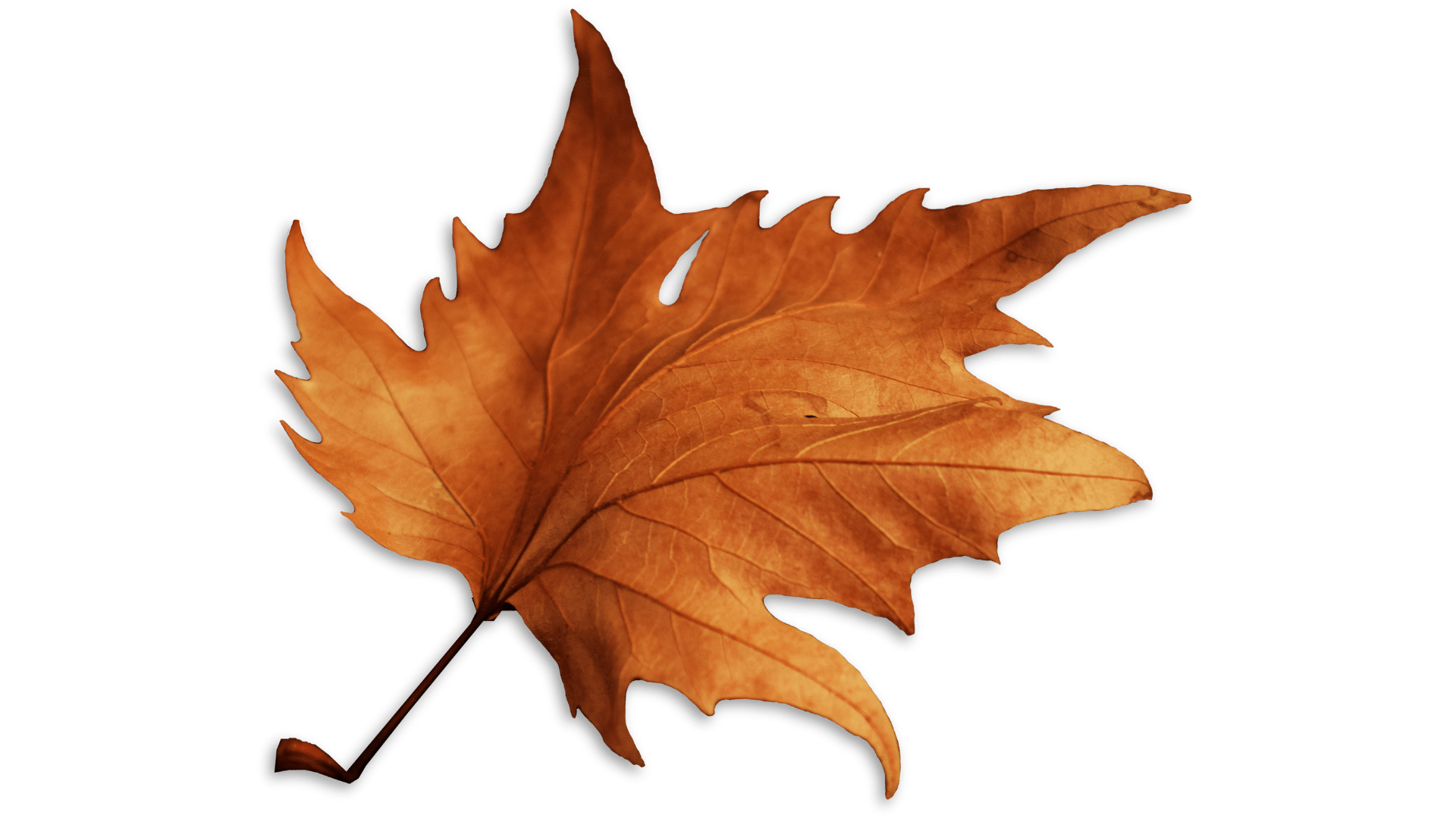 leaf leaf