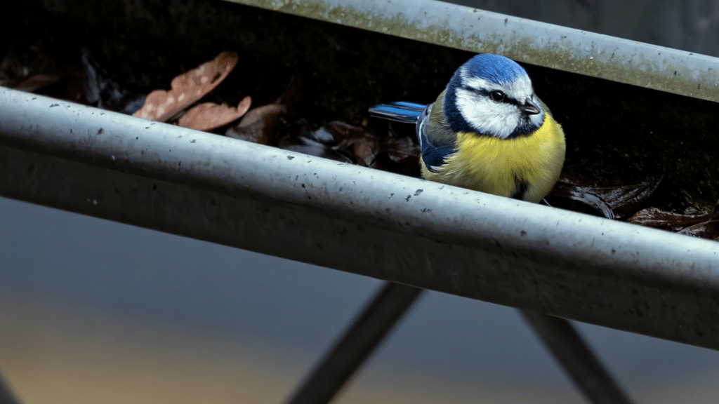 Bird inside of a gutter